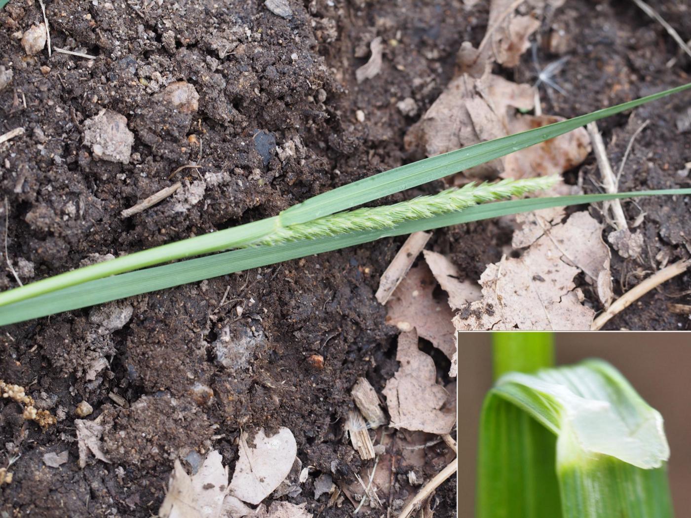 Dog's-Tail, Crested leaf